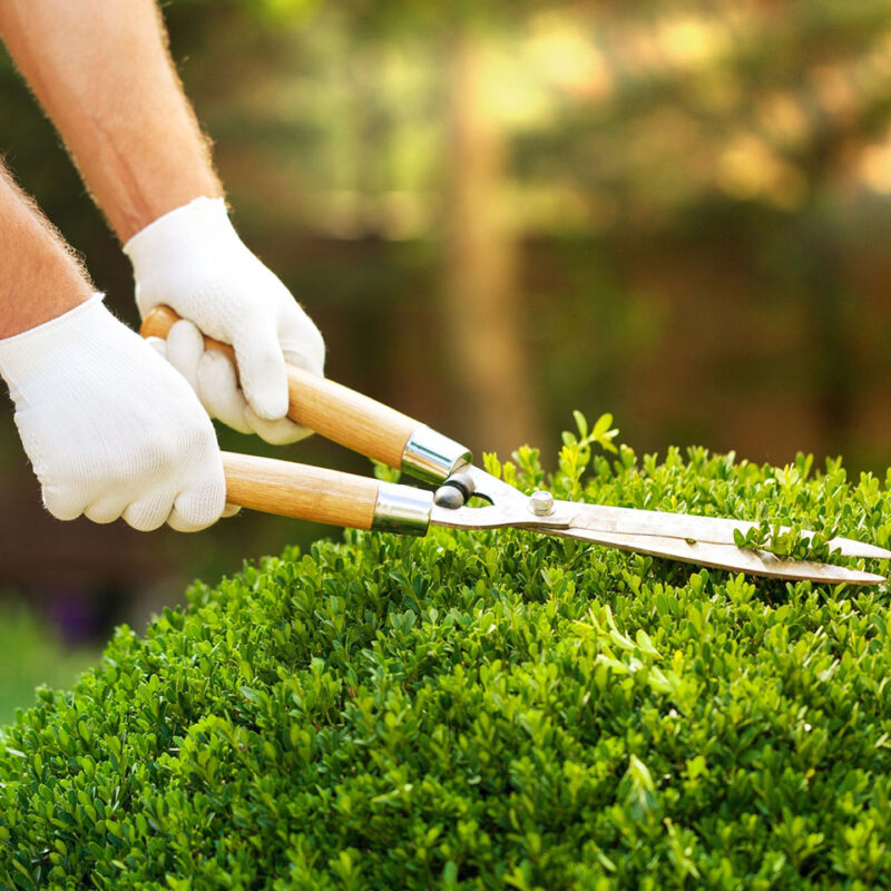 MANUTENTORE DEL VERDE MANUTENTORE DEL VERDE