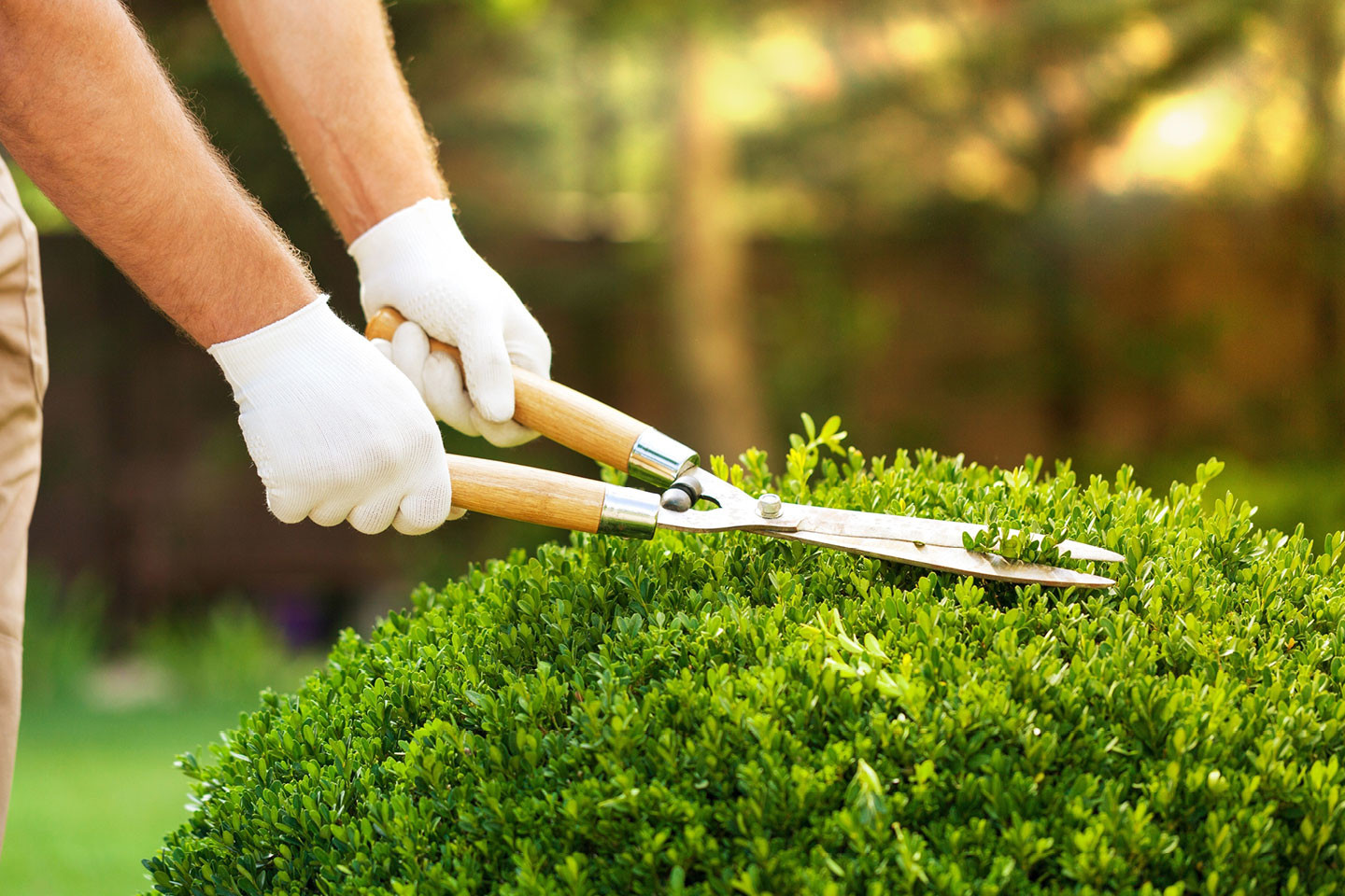 MANUTENTORE DEL VERDE